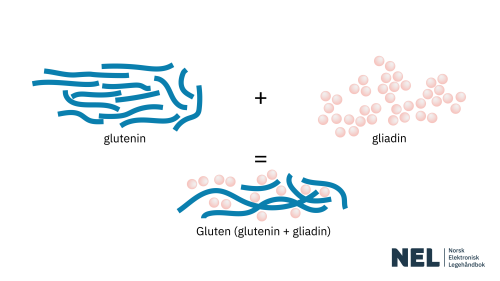 Gluten illustrasjon-NEL Cropped.png Gluten illustrasjon-NEL Cropped.png