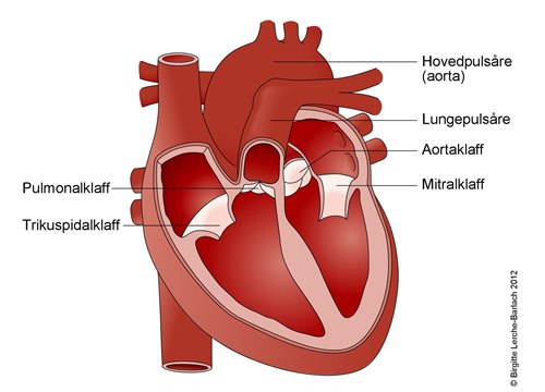 Medf dt Hjertefeil