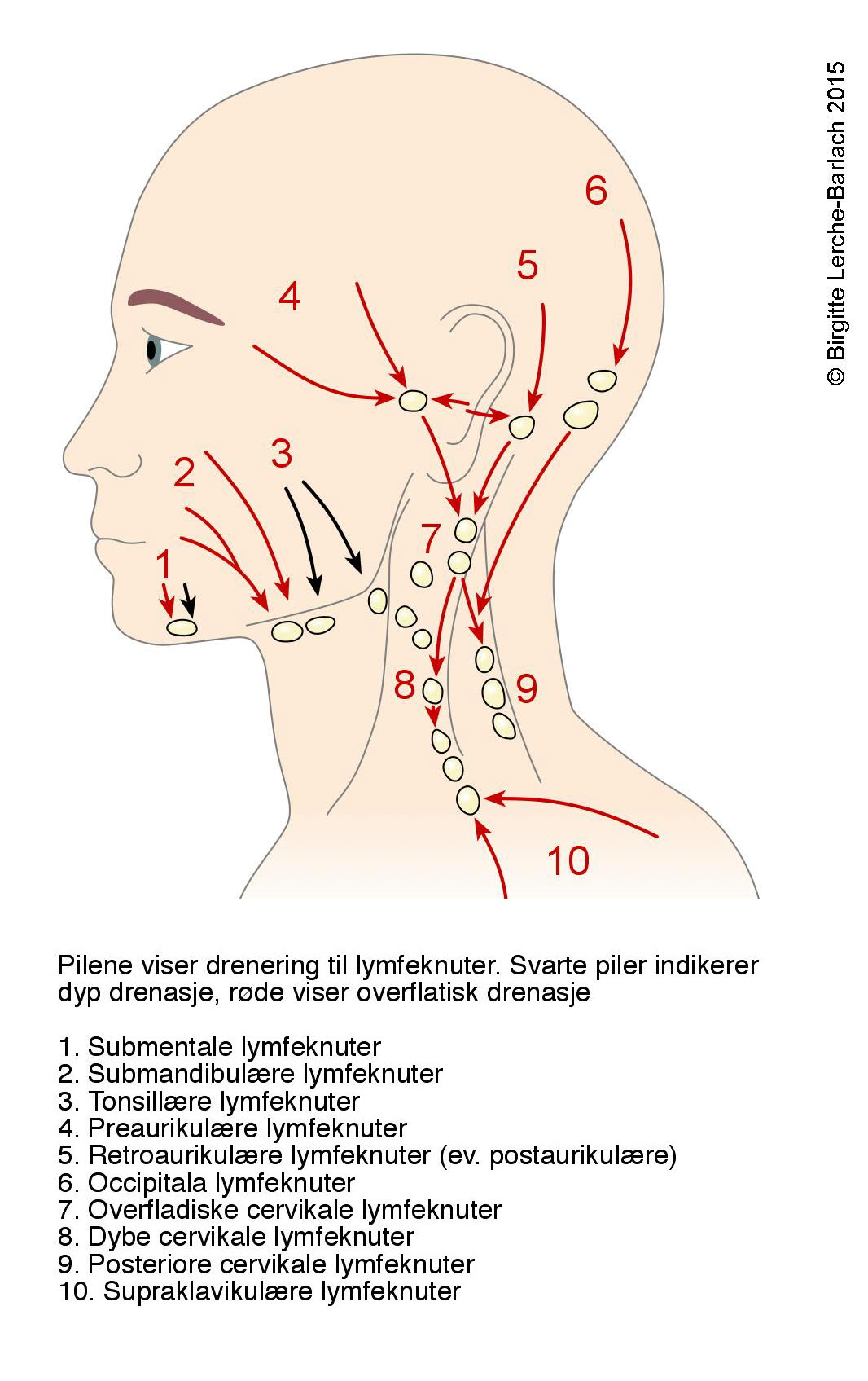 I lysken lymfekirtler